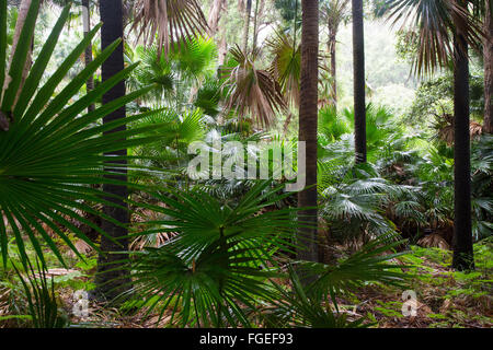 Kohl-Baum Palmen, (Livistona Australis) in nassen Eukalyptus Wald, Royal National Park, NSW, Australien Stockfoto