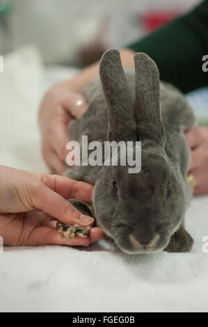 Kaninchen-tierärztliche Gesundheits-Check der Nägel und Füße Stockfoto