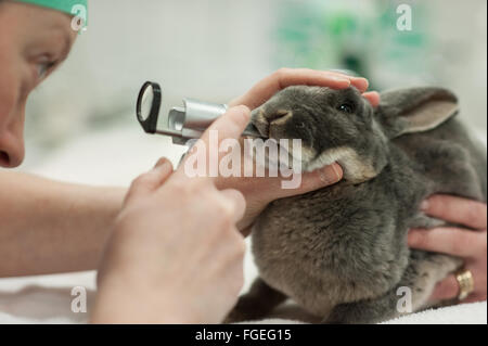 Kaninchen-veterinary dental Gesundheits-Check mit auroscope Stockfoto