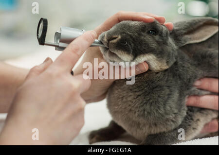 Kaninchen-veterinary dental Gesundheits-Check mit auroscope Stockfoto