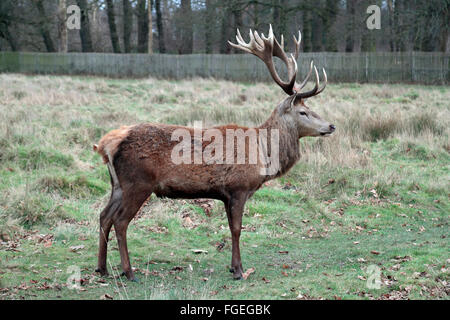 Eine große männliche Hirsch Rothirsch in Bushy Park, in der Nähe von Kingston, UK. Stockfoto