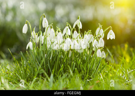 North Lincolnshire, UK. 19. Februar 2016. Schneeglöckchen im Wald auf einen Winter Morgen, North Lincolnshire, UK. 19. Februar 2016. Bildnachweis: LEE BEEL/Alamy Live-Nachrichten Stockfoto