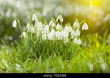 North Lincolnshire, UK. 19. Februar 2016. Schneeglöckchen im Wald auf einen Winter Morgen, North Lincolnshire, UK. 19. Februar 2016. Bildnachweis: LEE BEEL/Alamy Live-Nachrichten Stockfoto