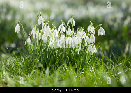 North Lincolnshire, UK. 19. Februar 2016. Schneeglöckchen im Wald auf einen Winter Morgen, North Lincolnshire, UK. 19. Februar 2016. Bildnachweis: LEE BEEL/Alamy Live-Nachrichten Stockfoto