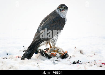 Nördlichen Habicht Essen Stockente. Stockfoto