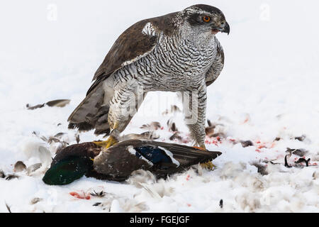 Nördlichen Habicht Essen Stockente. Stockfoto