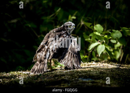 Der Eurasische (oder nördliche) Sparrowhawk (Accipiter nisus), Råsta Park in Solna. Schweden. Stockfoto