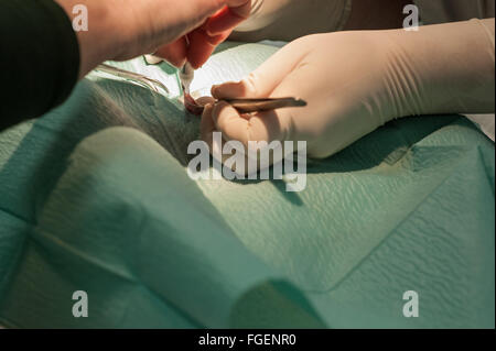 Kaninchen Kastration Chirurgie Stockfoto