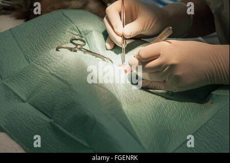 Kaninchen Kastration Chirurgie Stockfoto