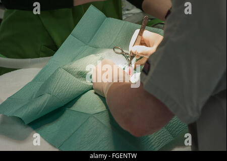 Kaninchen Kastration Chirurgie Stockfoto