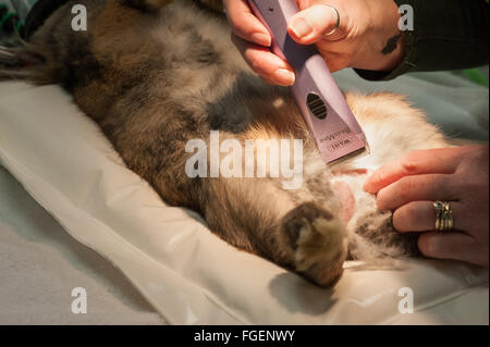 Kaninchen Kastration unterzogen Stockfoto