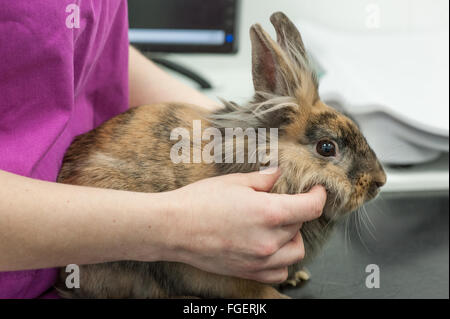 Kaninchen-tierärztliche Gesundheits-Check Stockfoto