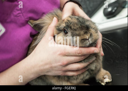 Tierärztliche Gesundheits-Check Stockfoto