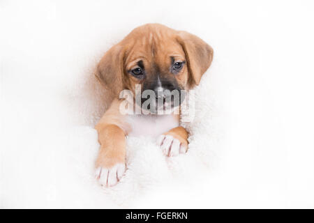 Boxer Labrador Retriever Welpe Hund auf weißem Hintergrund Stockfoto