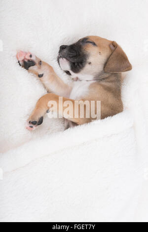 Boxer-Labrador-Retriever-Welpe auf weißen Decke schlafen Stockfoto