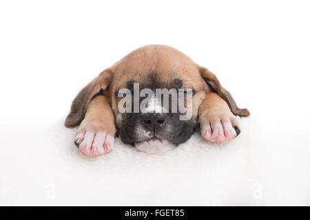 Boxer-Labrador-Retriever-Welpe schlafend auf weißem Hintergrund Stockfoto