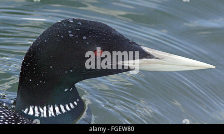 Gelbschnabeltaucher Weißschnabeltaucher (Gavia adamsii) in Nahaufnahme Stockfoto