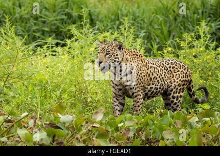 Eine wilde Sub-adulten weiblichen Jaguar an den Ufern des Flusses Cuiaba im Pantanal, Brasilien. Stockfoto