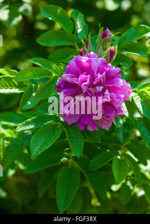 Rose, Rosa, HANSA Stockfoto