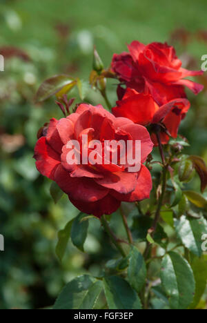 Rose, Rosa heißer Kakao Stockfoto