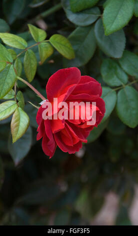 Rose, Rosa heißen Kakao, Stockfoto