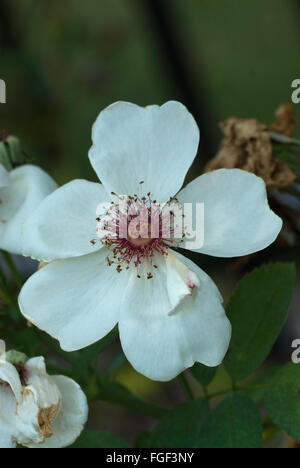 Rosa JACQUELINE DU PRE, rose, Stockfoto