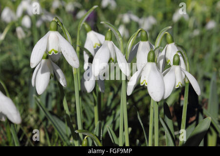 Hampton Court, SW-London, England, Vereinigtes Königreich. 19. Februar 2016. Es war ein sonnigen Morgen in Hampton Court in Süd-west-London. Im Schlosspark sind viele Frühlingsblumen blühen wie diese Schneeglöckchen. Bildnachweis: Julia Gavin UK/Alamy Live-Nachrichten Stockfoto