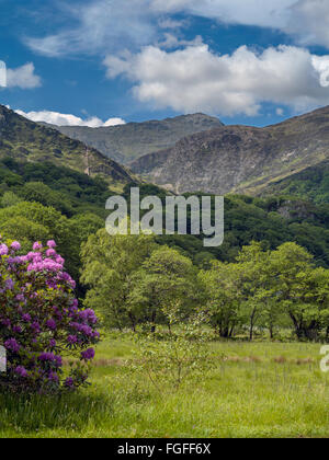 Blick vom Parkplatz bis ins Tal in Richtung Gipfel des Mount Snowdon mit bunten Rhododendron vor A498 Nantgwynant Stockfoto