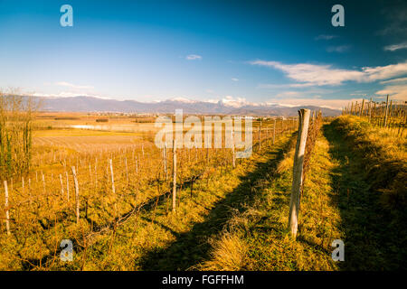 Weinberge von Italien im zeitigen Frühjahr an einem sonnigen Morgen Stockfoto