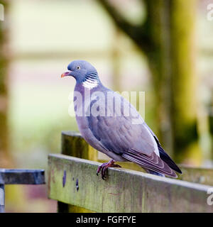 Ringeltaube Stockfoto