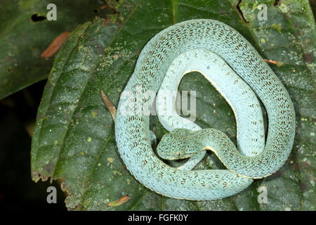 Zwei Streifen Wald Pitviper (Bothriopsis Bilineata) ein Jugendlicher auf einem Blatt in den Regenwald Unterwuchs, Provinz Pastaza, Ecuador Stockfoto