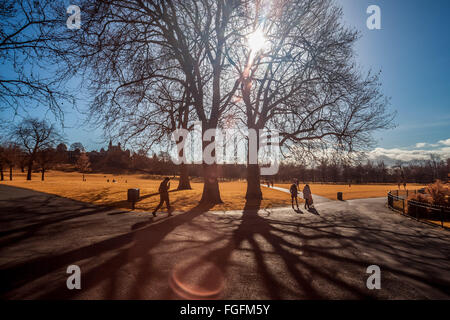 London, UK. 19. Februar 2016. UK-Wetter: Nachmittagssonne im Greenwich Park gesehen in Farbe Infrarot-Credit: Guy Corbishley/Alamy Live News Stockfoto