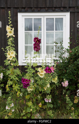 Ferienhaus-Fenster mit Stockrosen, Arild, Kulla-Halbinsel, Skåne (Scania), Südschweden, Schweden, Skandinavien, Europa Stockfoto