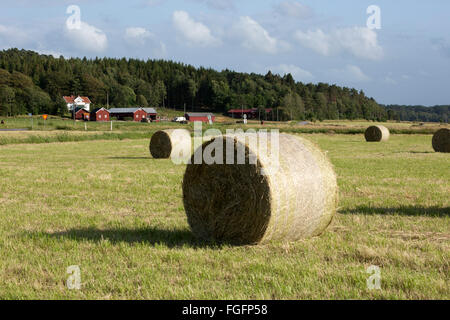 Typische schwedischen Bauernhof mit Rundballen Heu, in der Nähe von Südwesten Kode, Bohuslän, Schweden, Schweden, Skandinavien, Europa Stockfoto