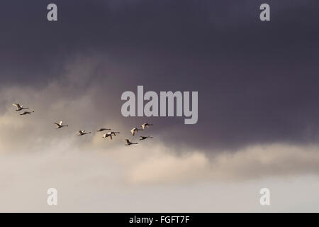 Schar von Schwänen im Flug gegen bewölktem Himmel Stockfoto