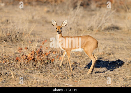 Weibliche Steinböckchen Antilopen im Etosha Nationalpark, Namibia Stockfoto