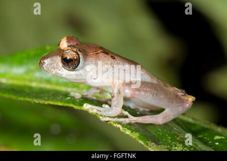 Kichwa Regen Frosch (Pristimatis Kichwarum) in den Regenwald, Provinz Pastaza, Ecuador Stockfoto