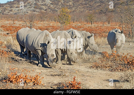 Fünf weiße Rhinoceros (Ceratotherium Simum) in ihrer trockenen staubigen Umgebung in Ongava Game Reserve, Namibia, Afrika Stockfoto