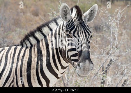 Kopf und Hals eine Burchell-Zebra (Equus Quagga Burchellii) in seiner natürlichen Umgebung im Etosha Nationalpark, Namibia. Stockfoto