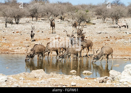 Größere Oryxes Kudus und Zebras am Wasserloch im Etosha Nationalpark, Namibia Stockfoto