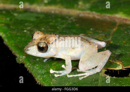 Kichwa Regen Frosch (Pristimatis Kichwarum) in den Regenwald, Provinz Pastaza, Ecuador Stockfoto