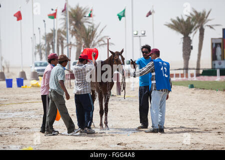 Ein Pferd wird mit Eimern Wasser geduscht, vom Bräutigam zum Abkühlen nach eine Phase eine Ausdauer Rennen in CHI Al Shaqab 2014. Stockfoto