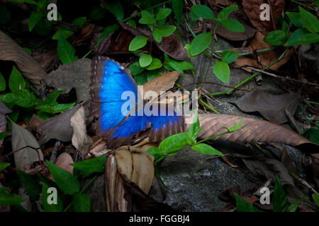 Blaue Morpho Butterfly, Morpho peleides, im Regenwald der Metropolitan Park, Panama City, Republik Panama. Stockfoto