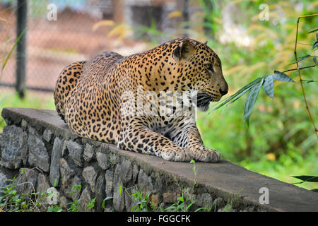 Sri Lanka endemisch Leopard in Pinnawala Open Air Zoo In Sri Lanka Stockfoto