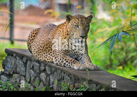 Sri Lanka endemisch Leopard in Pinnawala Open Air Zoo In Sri Lanka Stockfoto