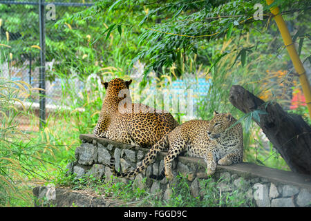 Sri Lanka endemisch Leopard in Pinnawala Open Air Zoo In Sri Lanka Stockfoto