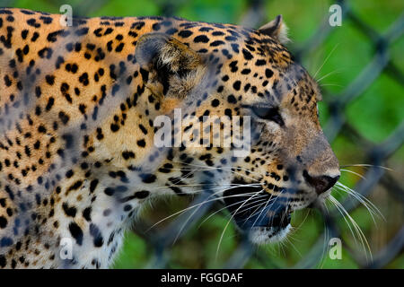 Sri Lanka endemisch Leopard in Pinnawala Open Air Zoo In Sri Lanka Stockfoto