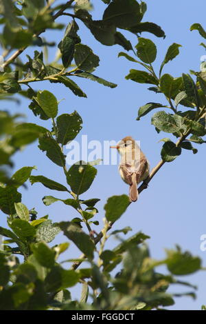 Orpheusspötter. Stockfoto