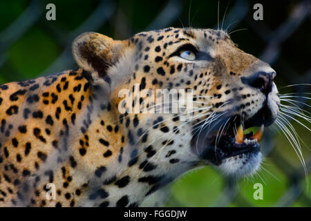 Sri Lanka endemisch Leopard in Pinnawala Open Air Zoo In Sri Lanka Stockfoto