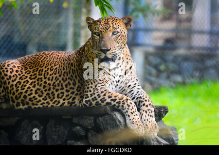 Sri Lanka endemisch Leopard in Pinnawala Open Air Zoo In Sri Lanka Stockfoto